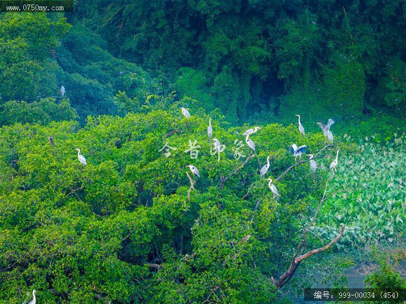 小鸟天堂_航拍,小鸟天堂,旅游民俗
