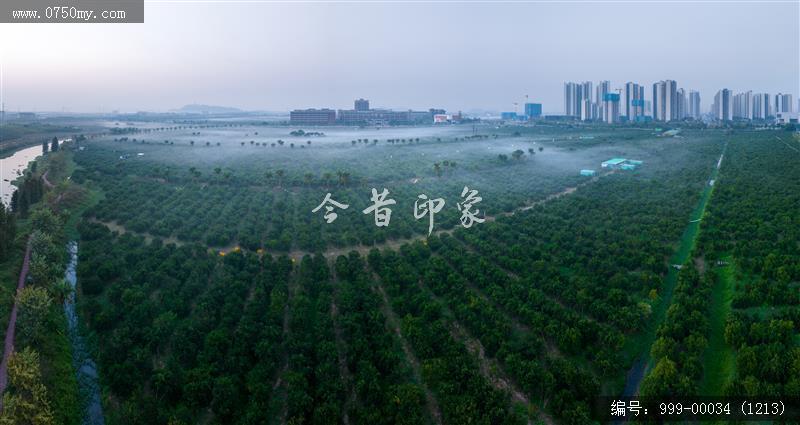 柑田_航拍,农业