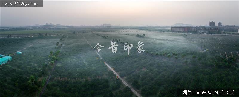 柑田_航拍,农业