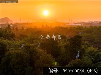 小鸟天堂