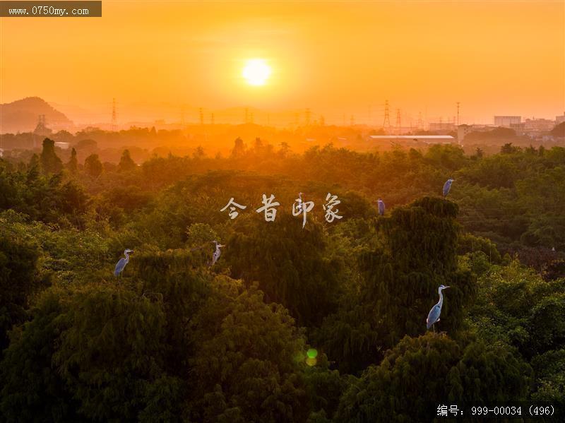 小鸟天堂_航拍,小鸟天堂,旅游民俗