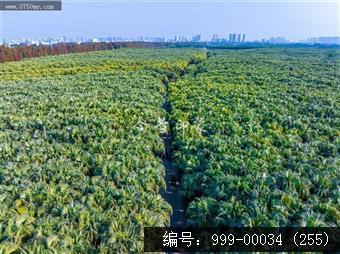 南坦葵林