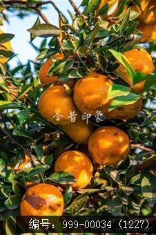 大红柑