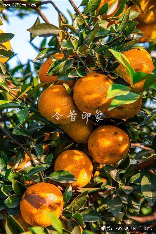 大红柑_农业,陈皮