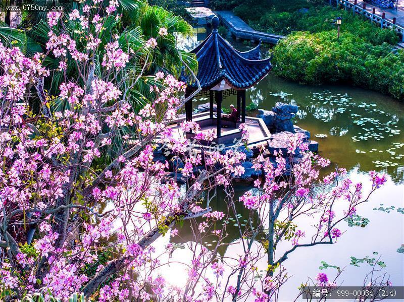 北园花园_航拍,人居环境