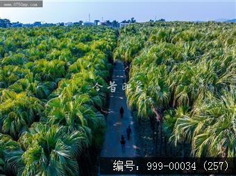 南坦葵林