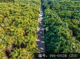 南坦葵林
