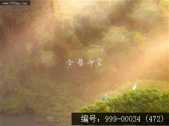 小鸟天堂
