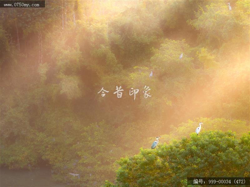 小鸟天堂_航拍,小鸟天堂,旅游民俗