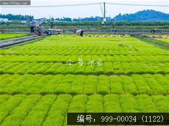 罗坑育秧