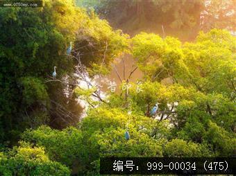 小鸟天堂