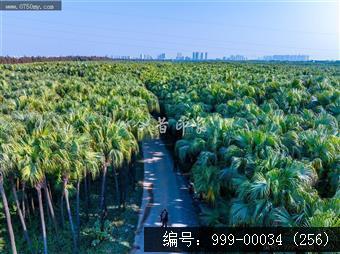 南坦葵林