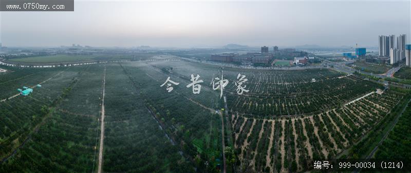 柑田_航拍,农业