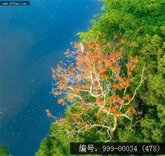 小鸟天堂
