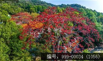 玉台寺