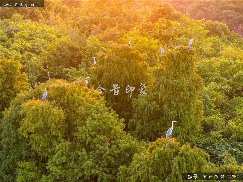 小鸟天堂_航拍,小鸟天堂,旅游民俗