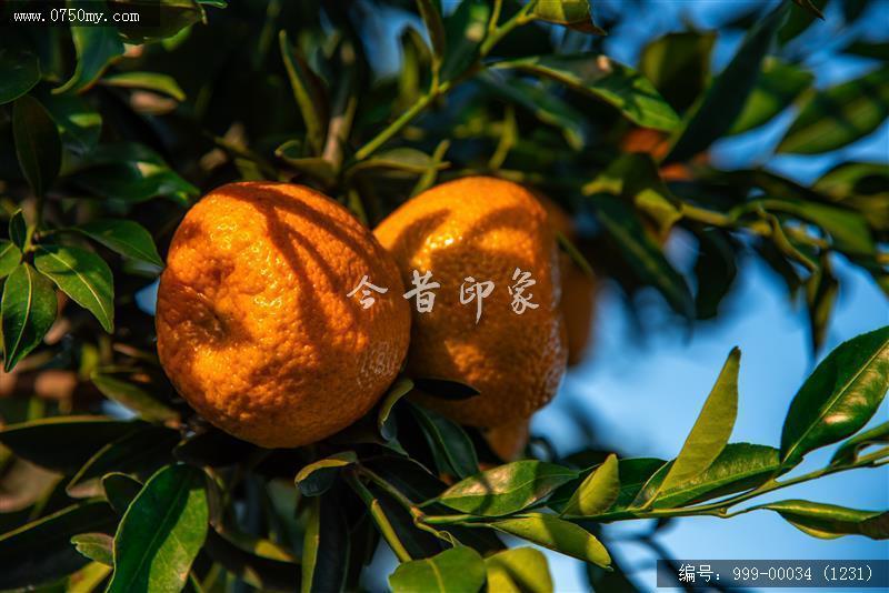 大红柑_农业,陈皮
