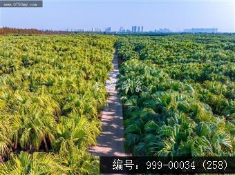 南坦葵林