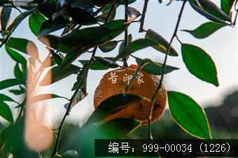 大红柑