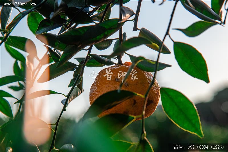 大红柑_农业,陈皮