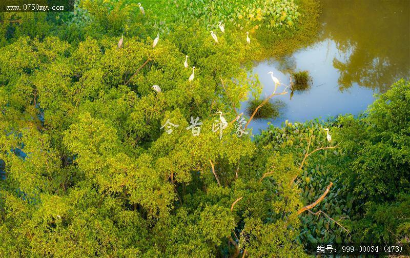 小鸟天堂_航拍,小鸟天堂,旅游民俗