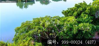 小鸟天堂
