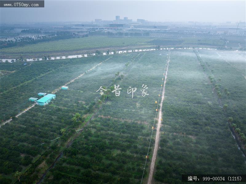 柑田_航拍,农业