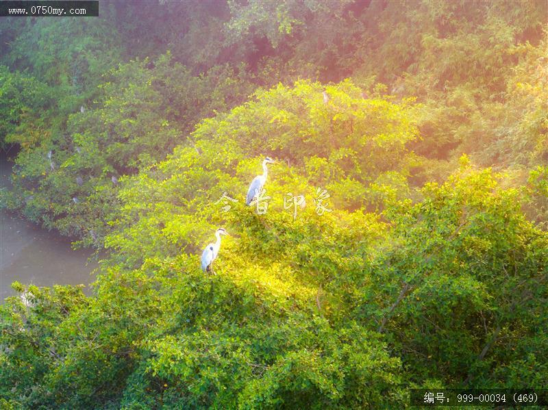 小鸟天堂_航拍,小鸟天堂,旅游民俗