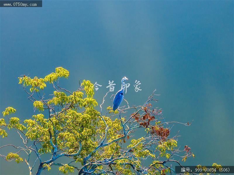 小鸟天堂_航拍,小鸟天堂,旅游民俗