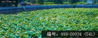 崖门