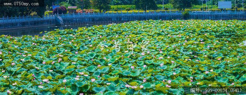 崖门_航拍,美丽乡村