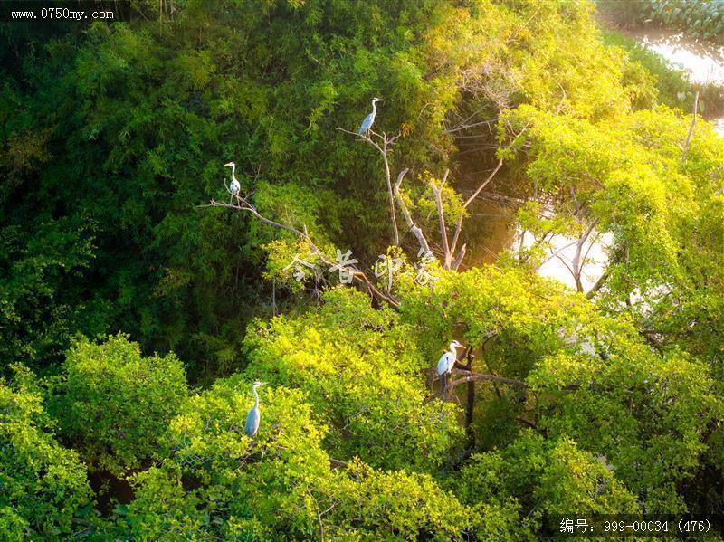 小鸟天堂_航拍,小鸟天堂,旅游民俗
