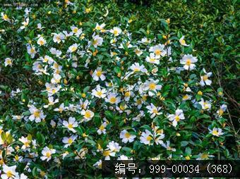 绿护屏