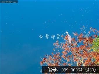 小鸟天堂