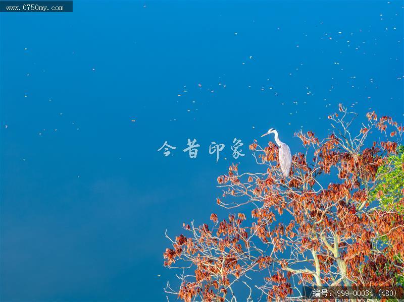 小鸟天堂_航拍,小鸟天堂,旅游民俗