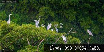 小鸟天堂