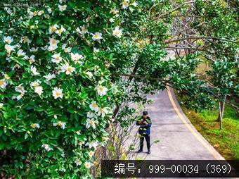 绿护屏