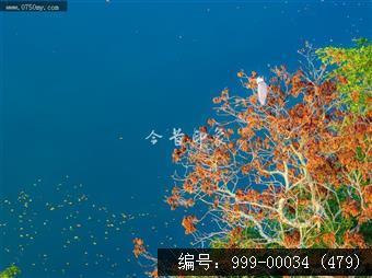 小鸟天堂