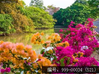 小鸟天堂