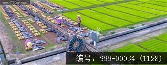罗坑育秧