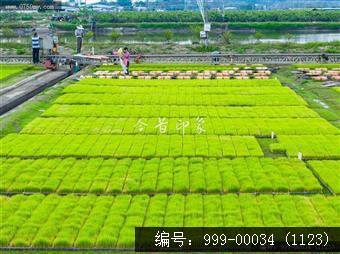 罗坑育秧