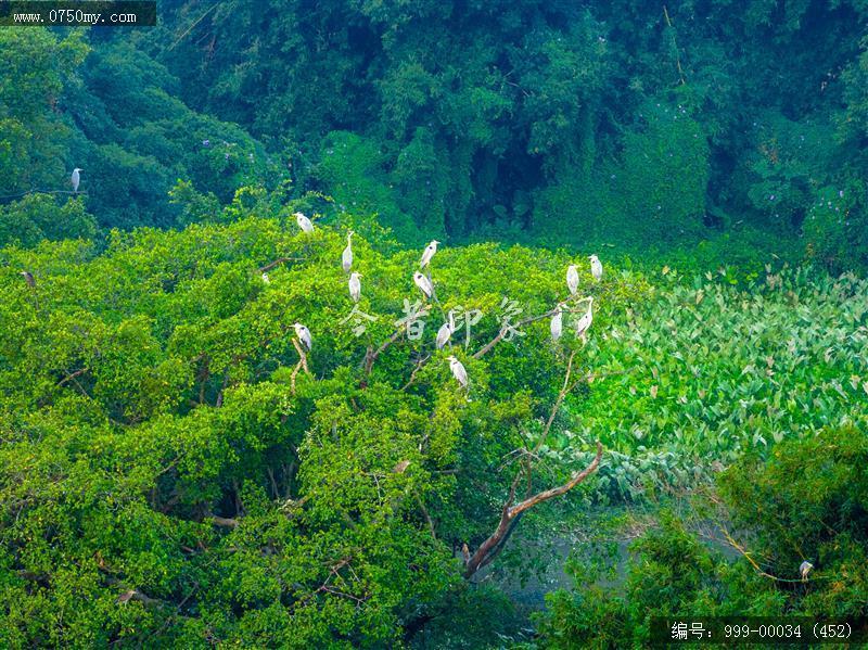 小鸟天堂_航拍,小鸟天堂,旅游民俗