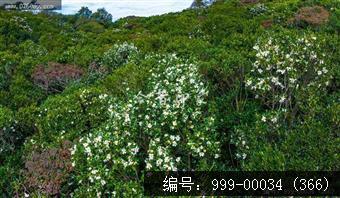 绿护屏