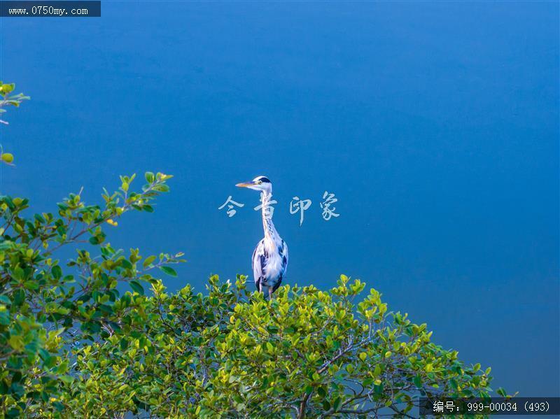 小鸟天堂_航拍,小鸟天堂,旅游民俗