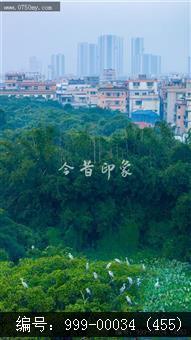 小鸟天堂
