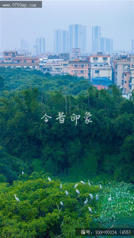 小鸟天堂_航拍,小鸟天堂,旅游民俗