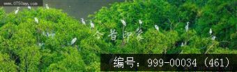 小鸟天堂