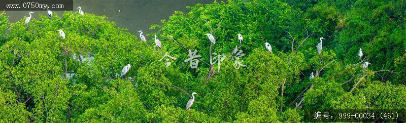 小鸟天堂_航拍,小鸟天堂,旅游民俗