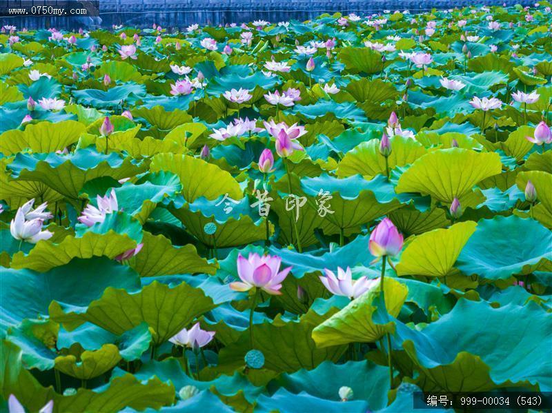 崖门_航拍,美丽乡村