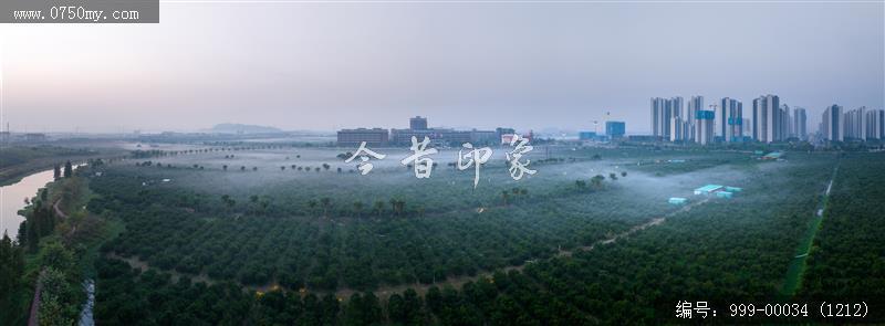 柑田_航拍,农业